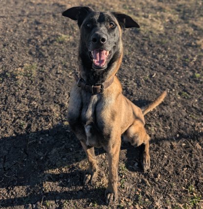MALI - Belgian Shepherd Malinois available for adoption
