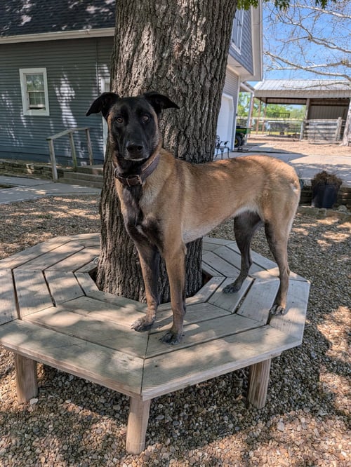 MALI - Belgian Shepherd Malinois for adoption in Denton
