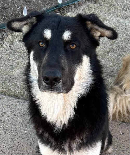 BINGO GDP - German Shepherd Dog for adoption in Denton