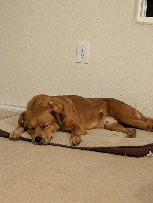 SCRAPPY GDP - Retriever available for adoption
