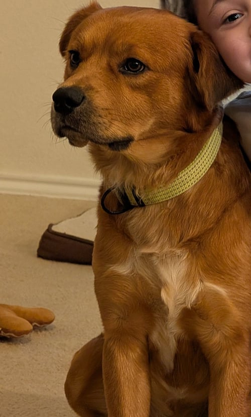 SCRAPPY GDP - Retriever for adoption in Denton
