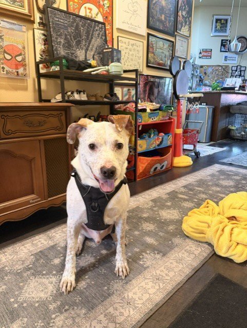 TEDDY GDP - Australian Cattle Dog/Blue Heeler available for adoption