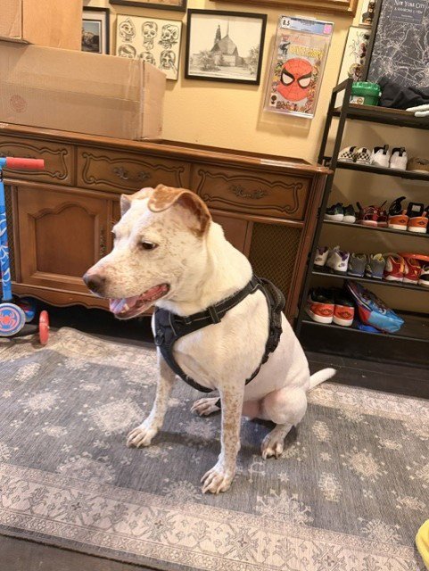 TEDDY GDP - Australian Cattle Dog/Blue Heeler available for adoption