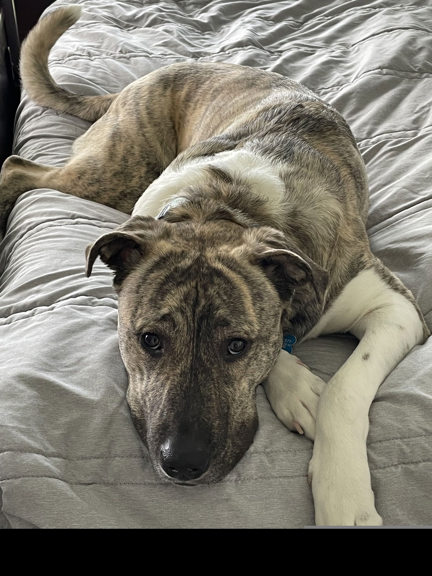 KOA GDP - Great Pyrenees available for adoption