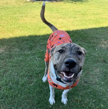 KOA GDP - Great Pyrenees available for adoption