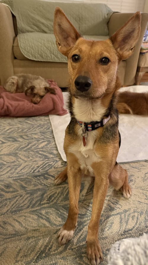 HARPER - Shepherd / Australian Kelpie available for adoption