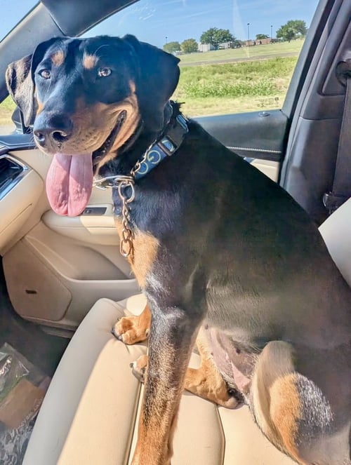 TASHA - Doberman Pinscher available for adoption