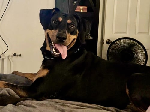 TASHA - Doberman Pinscher available for adoption