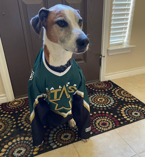 CHARLIE - Hound / Boxer for adoption in Denton