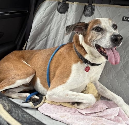 CHARLIE - Hound / Boxer available for adoption