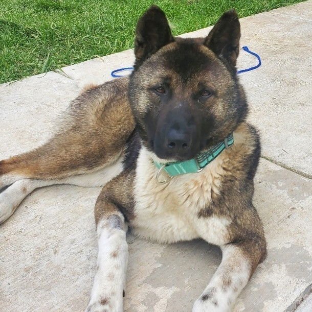 TEDDY GDP - Akita available for adoption