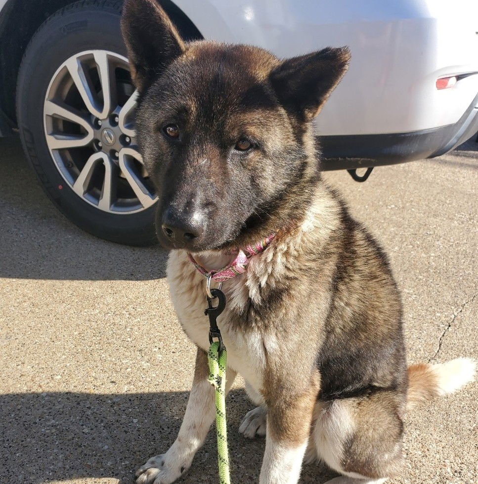 TEDDY GDP - Akita available for adoption