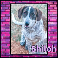 Shiloh GDP - Photo 3