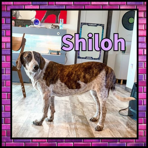 SHILOH GDP - Collie available for adoption