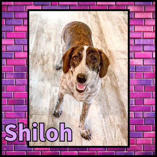 SHILOH GDP - Collie for adoption in Denton