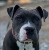 ELLIE GDP - Pit Bull Terrier available for adoption