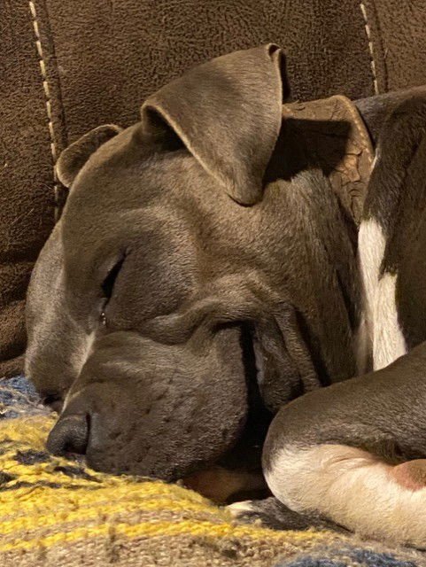 ELLIE GDP - Pit Bull Terrier available for adoption