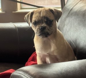 FRECKLES - Pug available for adoption