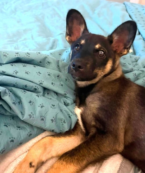 MARS - Shepherd / Corgi available for adoption