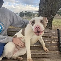 KIERA GDP - American Staffordshire Terrier / Boxer for adoption in Denton