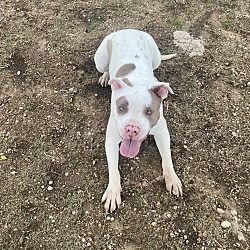 KIERA GDP - American Staffordshire Terrier / Boxer available for adoption