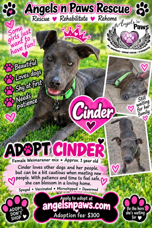 CINDER - Weimaraner available for adoption