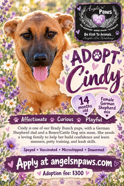 CINDY - German Shepherd Dog / Boxer available for adoption