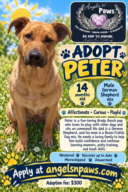 Peter Image
