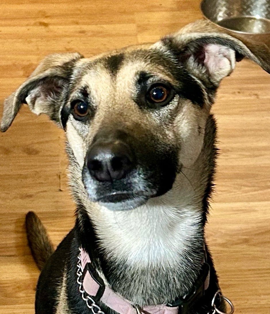 JINX - Shepherd / Greyhound available for adoption