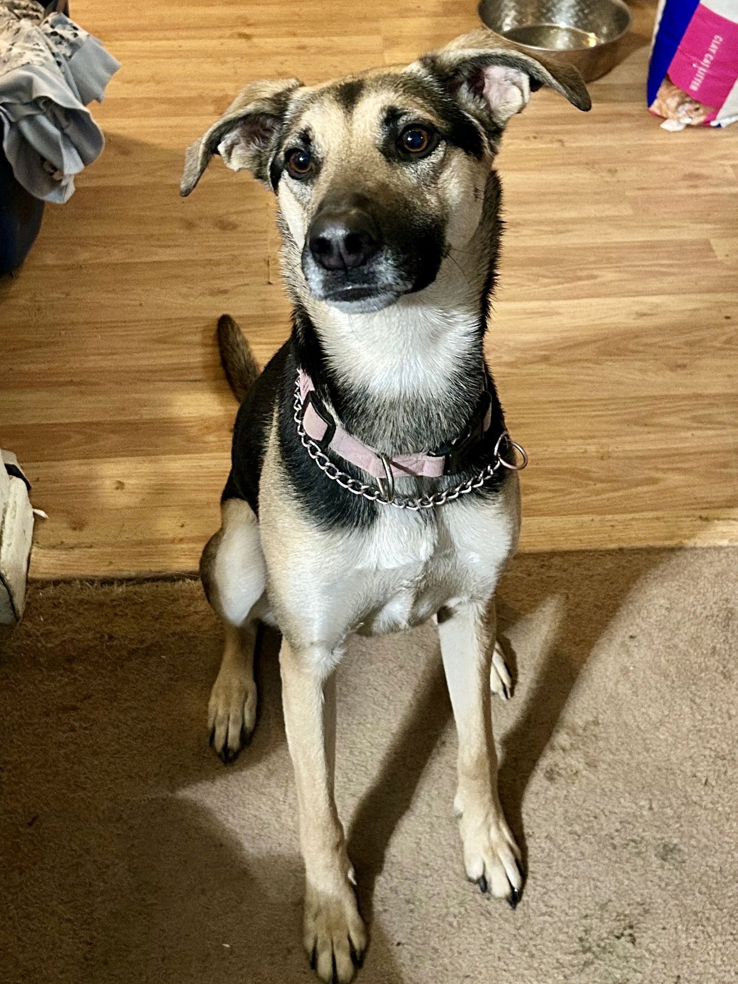 JINX - Shepherd / Greyhound available for adoption