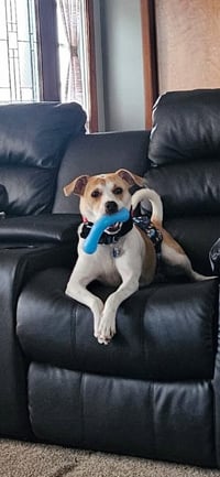 Milo - Photo 2