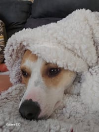 Milo - Photo 3