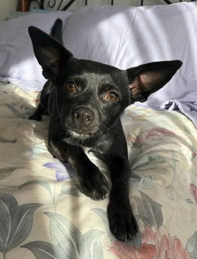 ABBY - Chihuahua for adoption in Cincinnati