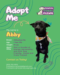 Abby - Photo 2