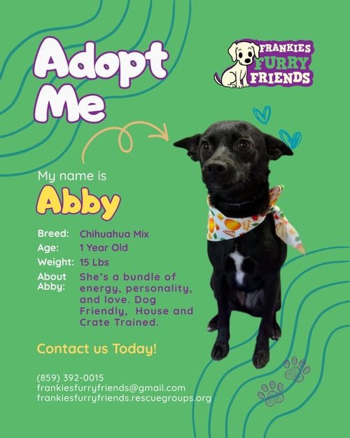 ABBY - Chihuahua available for adoption