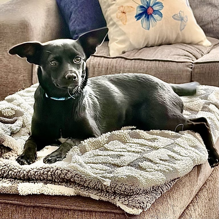 Abby Image