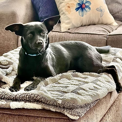 ABBY - Chihuahua for adoption in Covington