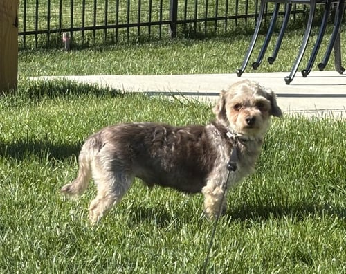 AVERY - Havanese available for adoption