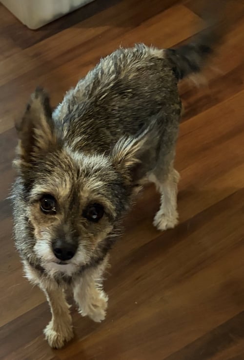 FIONA - Yorkshire Terrier Yorkie / Terrier for adoption in Cincinnati
