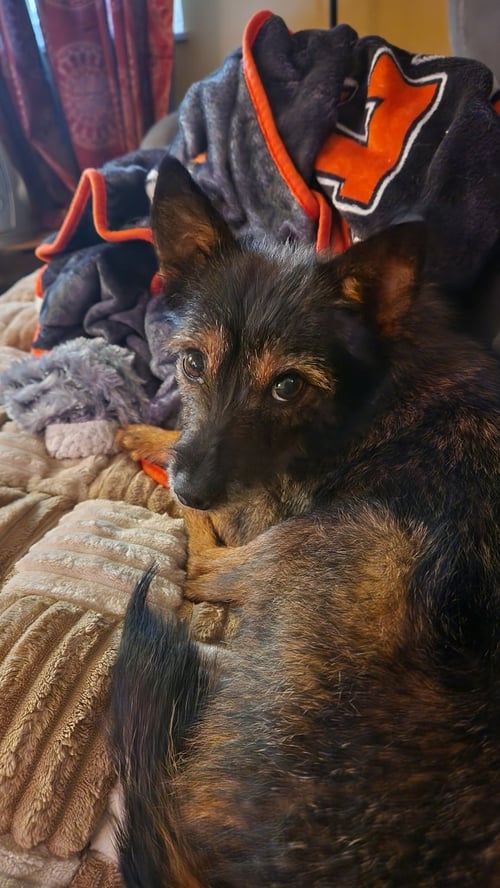 MISS FRIZZLE - Yorkshire Terrier Yorkie / Terrier for adoption in Cincinnati
