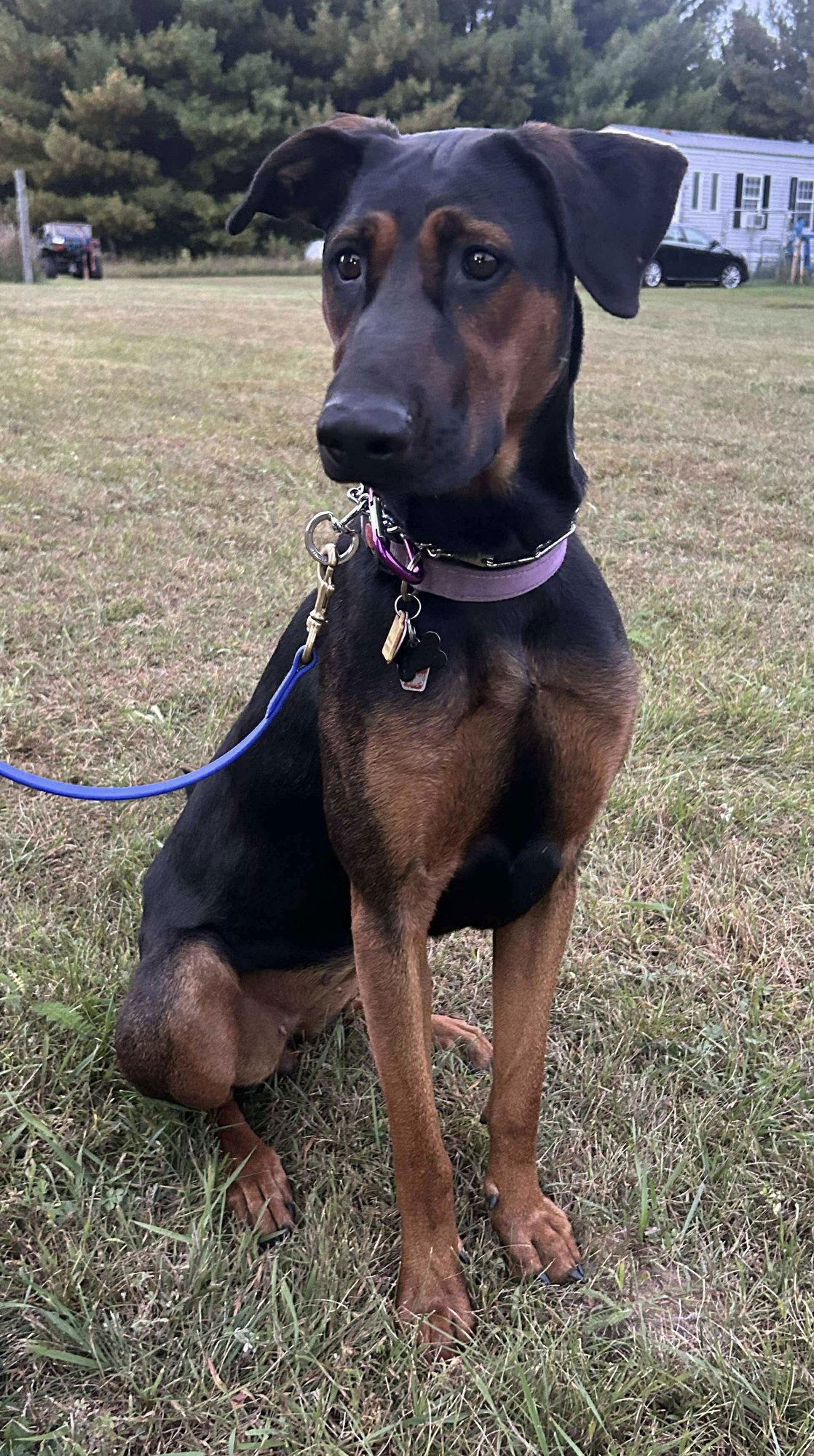 PHOEBE - Doberman Pinscher / Rottweiler available for adoption