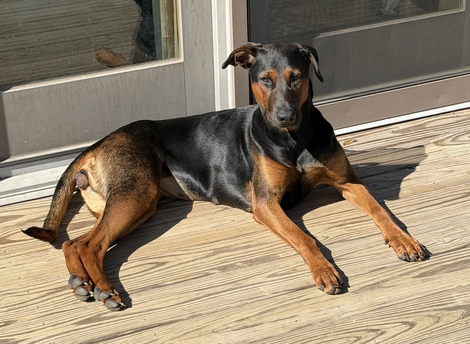 PHOEBE - Doberman Pinscher / Rottweiler available for adoption