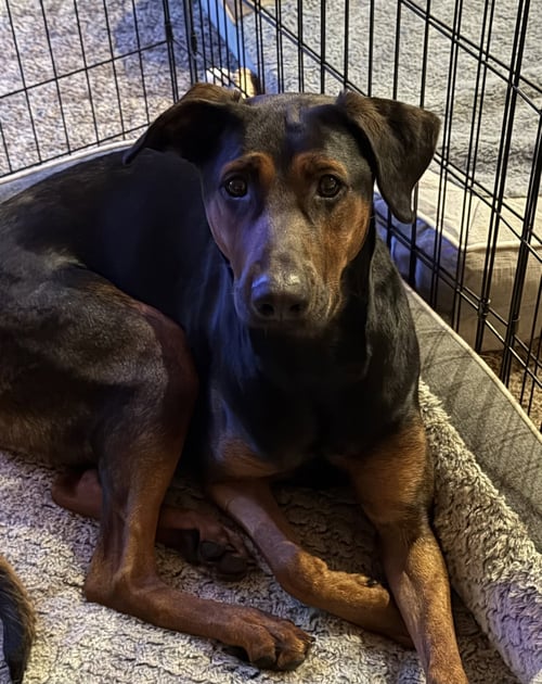 PHOEBE - Doberman Pinscher / Rottweiler available for adoption