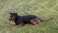 Phoebe - Photo 5