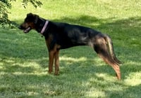 Phoebe - Photo 6