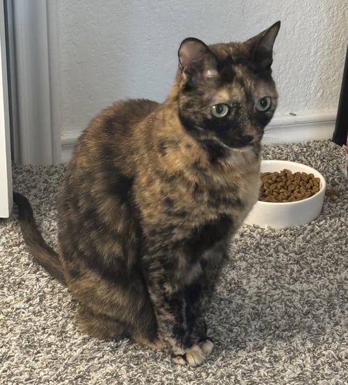 MOLLY-SUE