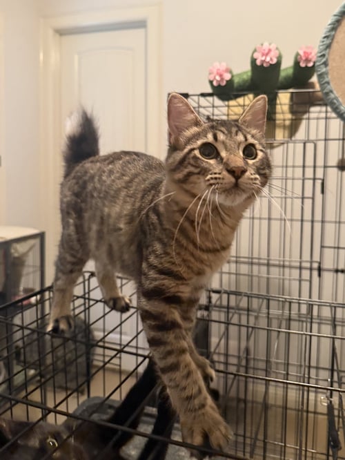 KIRIGAN - Domestic Medium Hair available for adoption