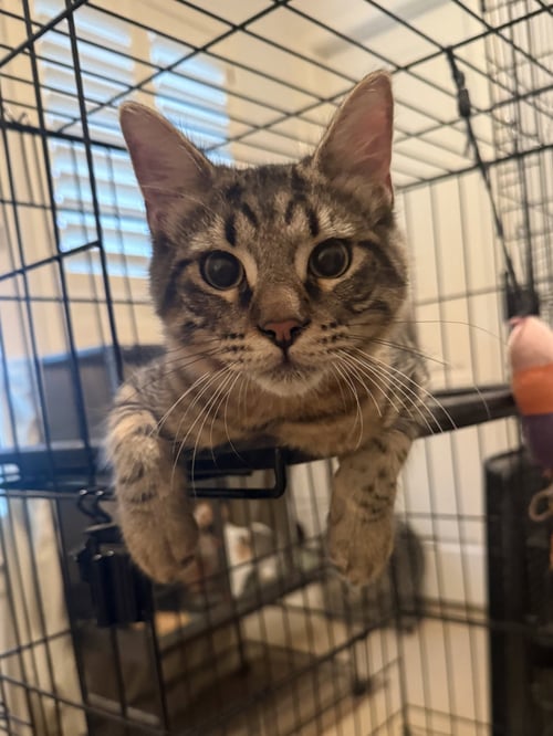 KIRIGAN - Domestic Medium Hair available for adoption