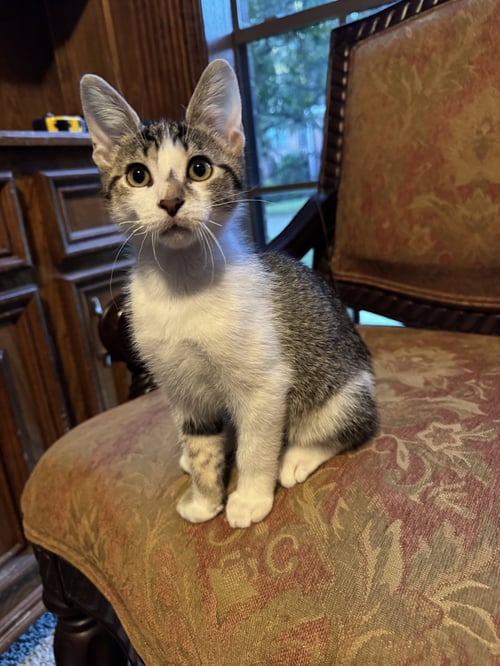 ICARUS - Domestic Short Hair available for adoption