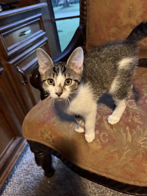ICARUS - Domestic Short Hair available for adoption